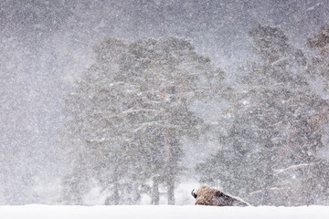 Bison or Aurochs in winter season in there habitat. Beautiful snowing