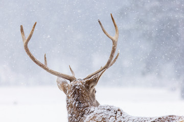 Fototapeta premium Portrait of a deer in winter season and snowing.
