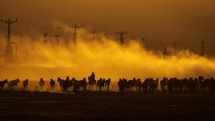 Naklejka na ściany i meble Wild horses leads by a cowboy at sunset with dust in background.