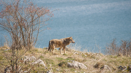 Naklejka premium abruzzo