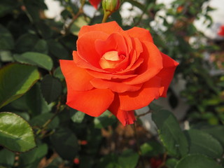 生田バラ園　5月開演期