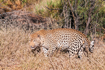 Fototapeta na wymiar Leopard ,Panthera pardus / Single Leopard, Panthera pardus, in the grass, Africa.