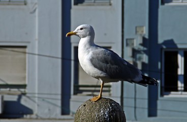 Gaviota patiamarilla (Larus michahellis) de perfil en las calles de Oporto, Portugal.