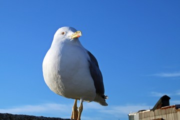 Bonita estampa de primer plano de adulto de gaviota amarilla (Larus michahellis) con cielo azul.