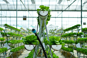 Hydroponic vertical farming systems