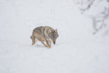 Fototapeta premium abruzzo