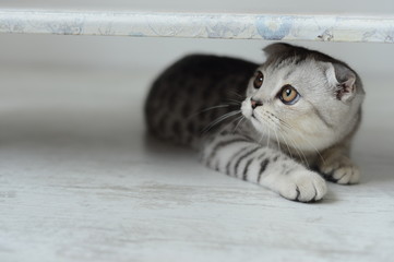 little kitten on white floor