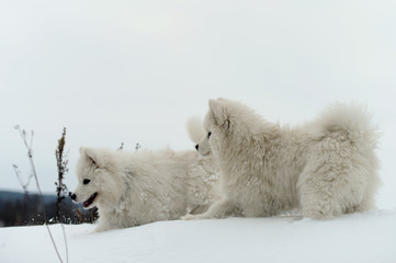 Samoyeds play in the forest in winter