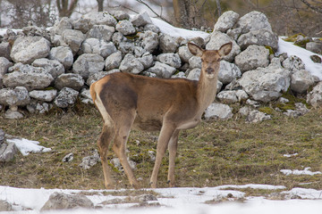 abruzzo