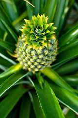Fototapeta premium Pineapple plant and fruit