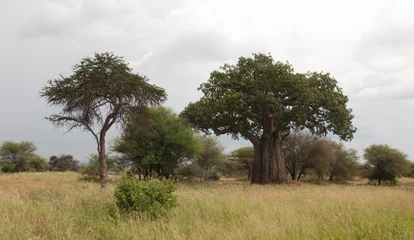 Photo sur Plexiglas Baobab Baobab Tanzanie