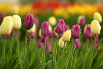 Colorful pink and yellow tulips flowerbed