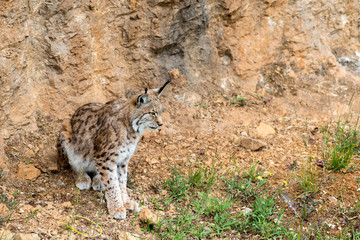 lince gato felino agazapado ataca mira orejas puntiagudas pelaje zoo salvaje luchador