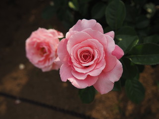 生田バラ園　5月開演期