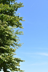 Fototapeta premium Baum
