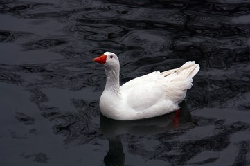 Obraz premium Oca blanca doméstica.