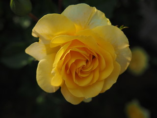 生田バラ園　5月開演期