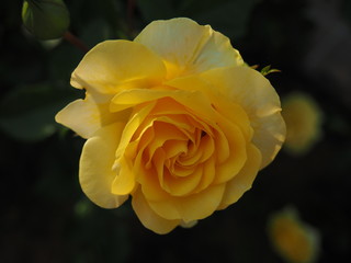 生田バラ園　5月開演期