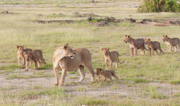 Famiglia di leoni in Kenya