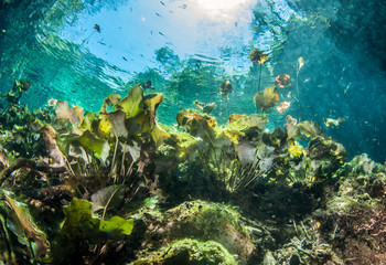 Obraz na płótnie Canvas Scuba diving at the Cenote Nicte Ha in Mexico