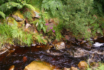 Glenevin Waterfall Park Bach - Irland