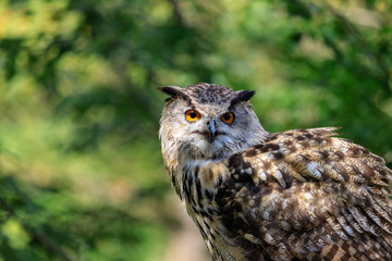 Portrait einer Eule