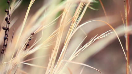 closeup of wheat
