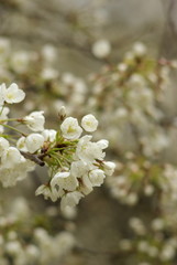 うば桜（Faded beauty）