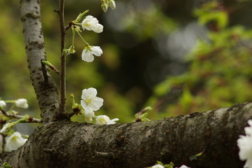 うば桜（Faded beauty）