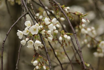 うば桜（Faded beauty）