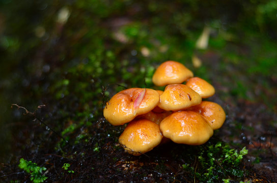 mushroom in the forest
