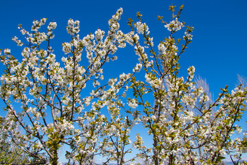 Cherry blossom in spring