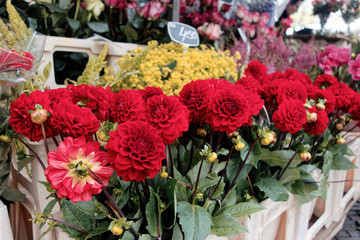 Utrecht flower market, Netherlands