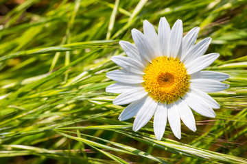 Obraz premium Grass with white daisies
