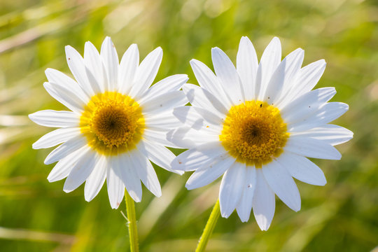 Grass with white daisies