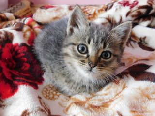 kitten 