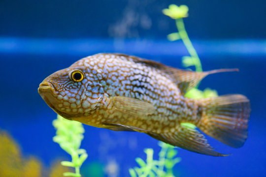 Herichthys cyanoguttatus. Cichlasoma diamond swims in a transparent tank. Close-up fish. Horizontal photography