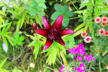 Flowers