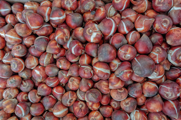 Tulip bulbs bulk, flower market Netherlands