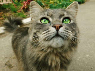 cat with green eyes