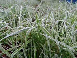ERBA COPERTA DI CRISTALLI DI BRINA 