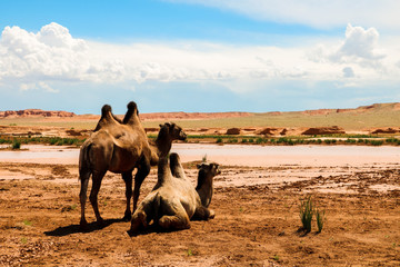 Two wild camels near the Flaming Cliffs (Bajandsag) in the Gobi Desert on a cloudy summer day...