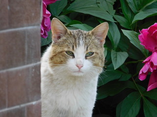 Obraz premium cat with green eyes