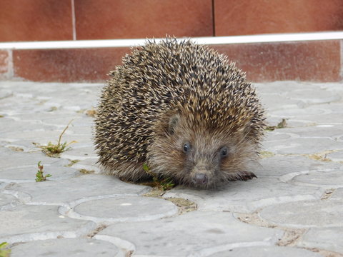 hedgehog