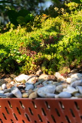 Extensive green living sod roof covered with vegetation mostly tasteless stonecrop seen, sunny summer day