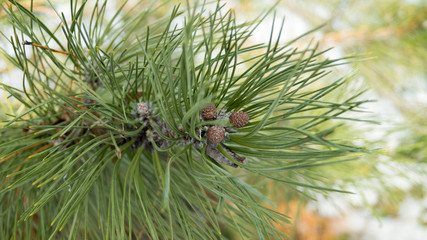 pine tree branch with cones