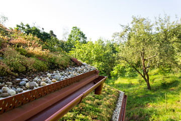 Extensive green living sod roof covered with vegetation mostly tasteless stonecrop seen, sunny summer day