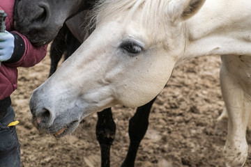 Fototapeta premium Two horses, one white and one black, playing, eating and having fun together. Horses of different colors in the wild.