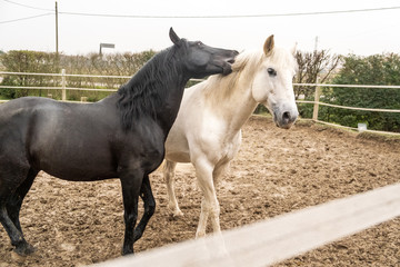 Obraz premium Two horses, one white and one black, playing, eating and having fun together. Horses of different colors in the wild.