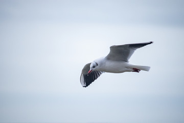 Bird Seagull flying in the sky on a cloudy day